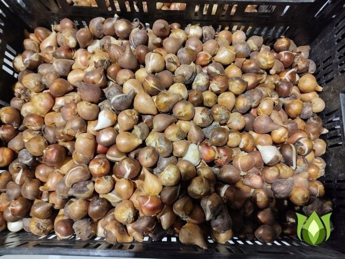 Tulipan cebulki 100 szt.